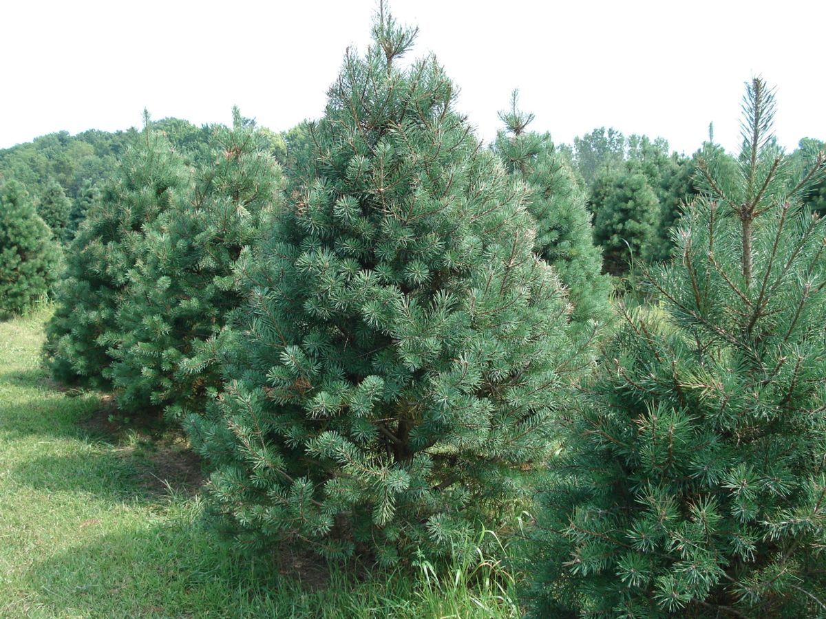 Сосна обыкновенная Сибирская (Pinus Sylvestris)