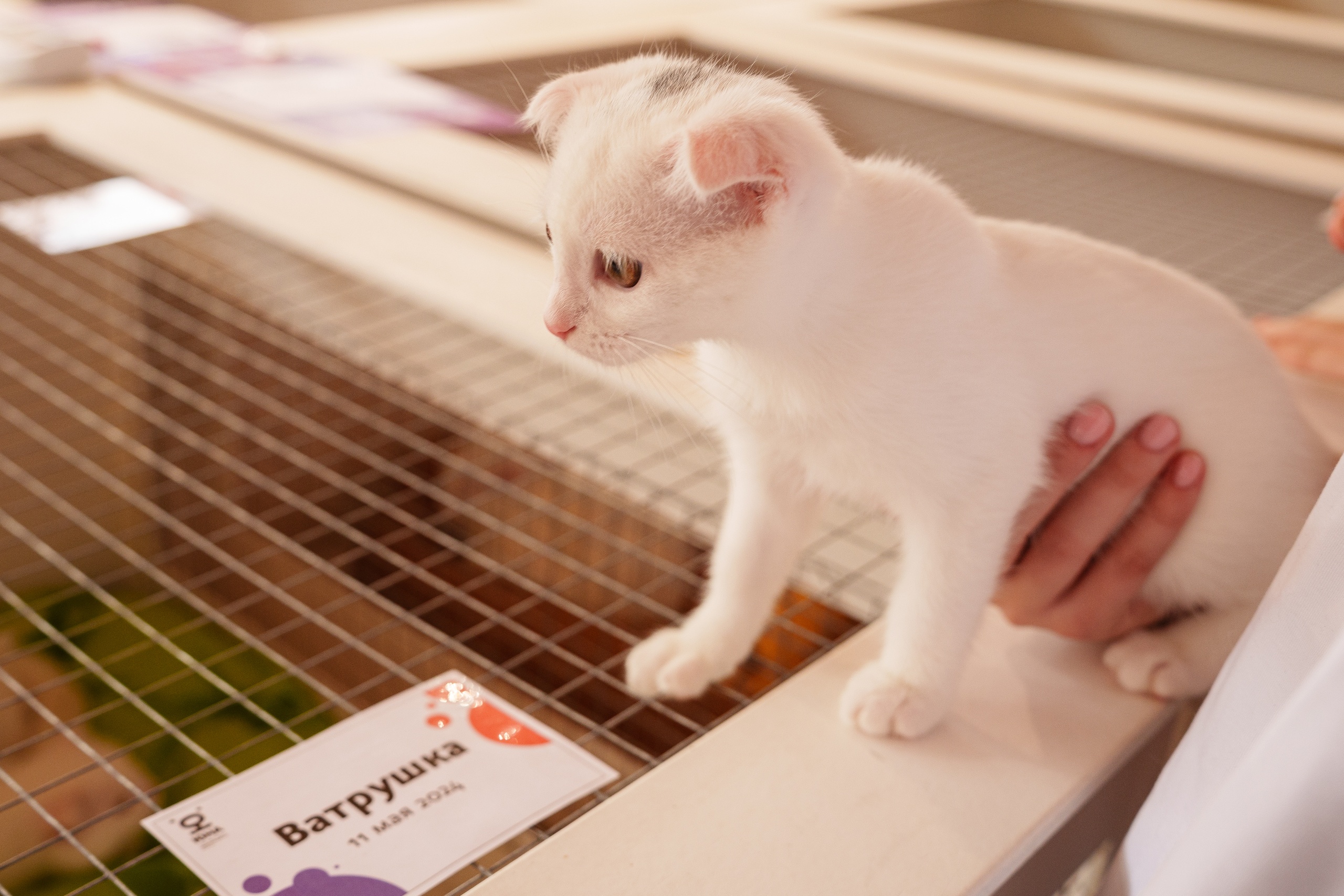 День милоты: где пройдут благотворительные фестивали для любителей животных