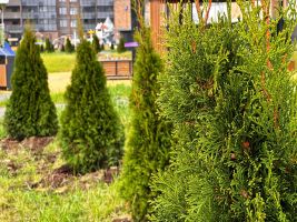 Территория ЖК, благоустройство