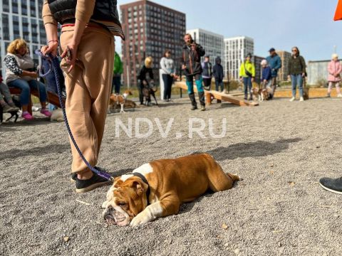 Dog friendly: как лояльная среда для животных меняет человеческое комьюнити