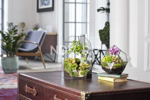 Растения в интерьере: как быстро и эффектно озеленить квартиру