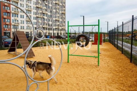 Dog friendly: как лояльная среда для животных меняет человеческое комьюнити