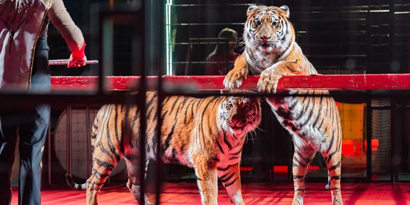 Афиша на выходные: благотворительный забег, цирк Шапито, шоу с участием 13 пород лошадей и многое другое