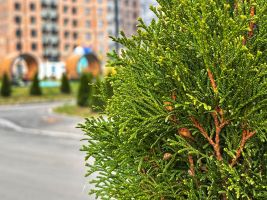 Территория ЖК, благоустройство