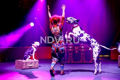 Афиша на выходные: благотворительный забег, цирк Шапито, шоу с участием 13 пород лошадей и многое другое