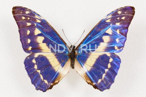 Афиша на выходные: День архитектора, Московский Сабантуй, фестиваль Индийской культуры