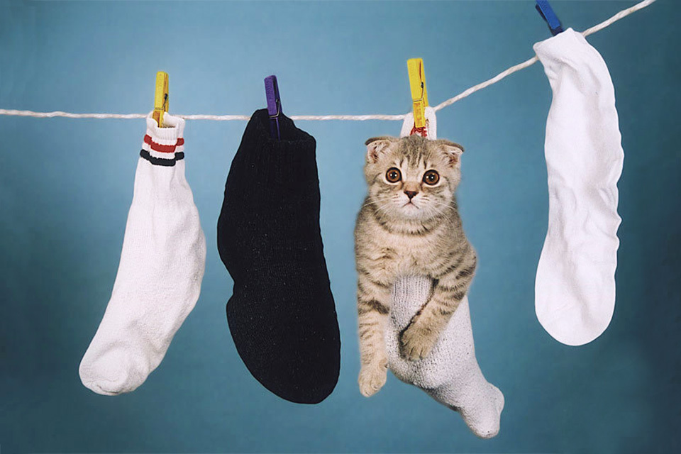 Висеть или весеть. Кот висит. Кот на веревке. Котик с веревкой. Кот на бельевой веревке.