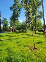 1-ая очередь