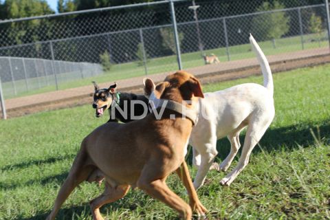 Dog friendly: как лояльная среда для животных меняет человеческое комьюнити