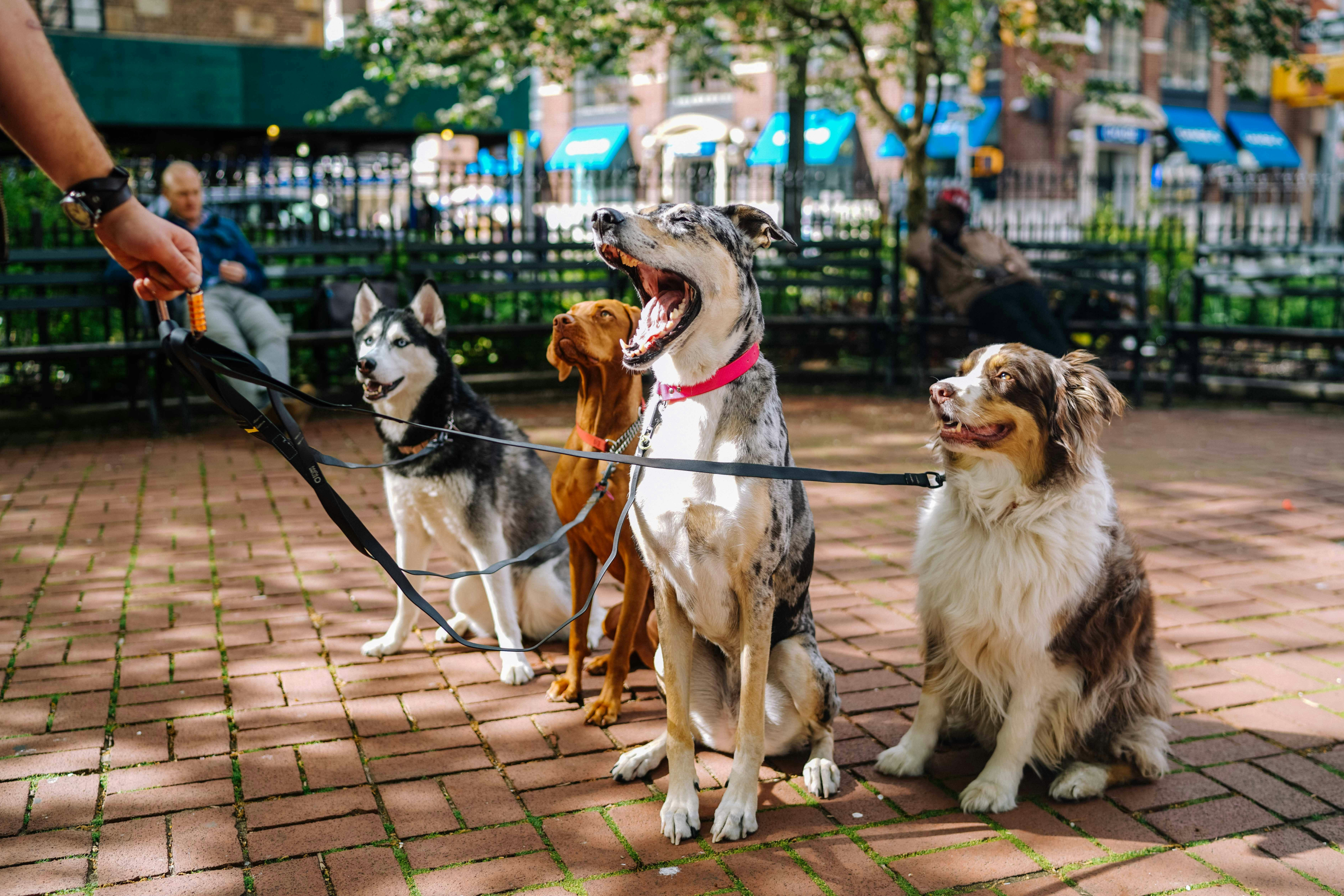 Dog friendly: как лояльная среда для животных меняет человеческое комьюнити