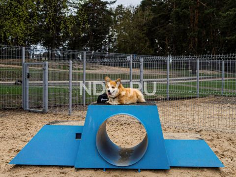 Dog friendly: как лояльная среда для животных меняет человеческое комьюнити