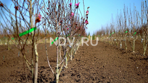 Зеленый двор без права на ошибку: как девелоперу не потерять деньги