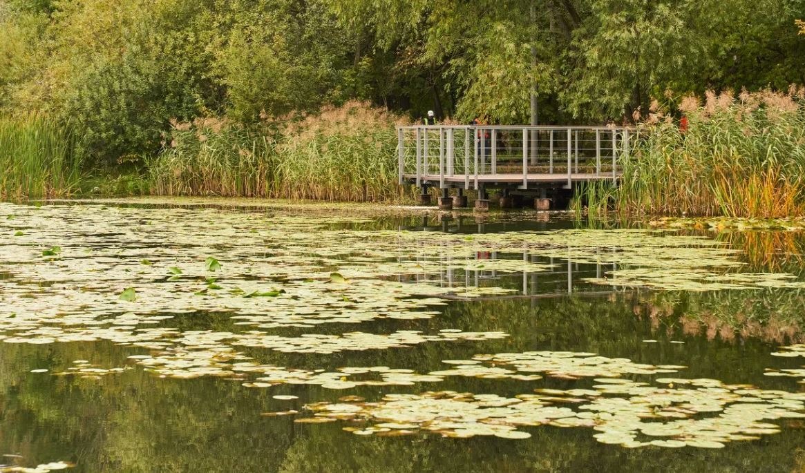 Тропами природы: экологические маршруты для пеших прогулок в Москве