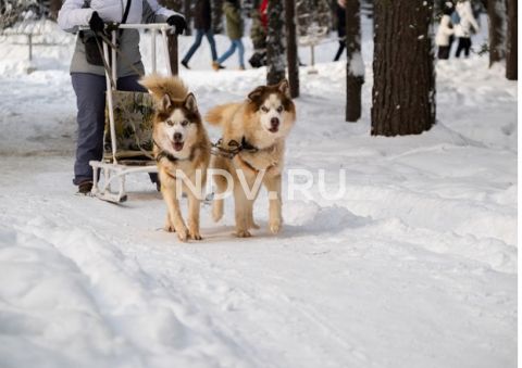 Великий Устюг: сколько стоит жилье рядом с Дедом Морозом