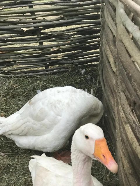 Фестиваль «Времена и эпохи»: реконструкции, квесты и исторический парад физкультурников