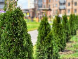 Территория ЖК, благоустройство