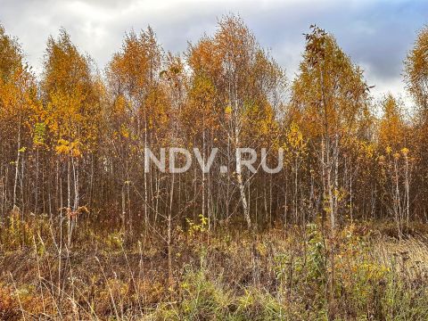 Чаепитие, яхты, водопровод и новостройки: почему стоит покупать квартиру в Мытищах